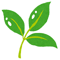 wakaba_shinryoku